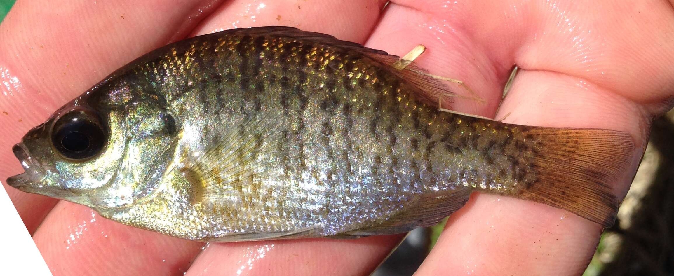 Image of Redear Sunfish