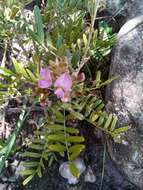 Image of Mundulea barclayi (Hook.) Du Puy