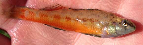 Image de Etheostoma raneyi Suttkus & Bart 1994