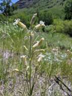 Слика од Silene oregana S. Wats.