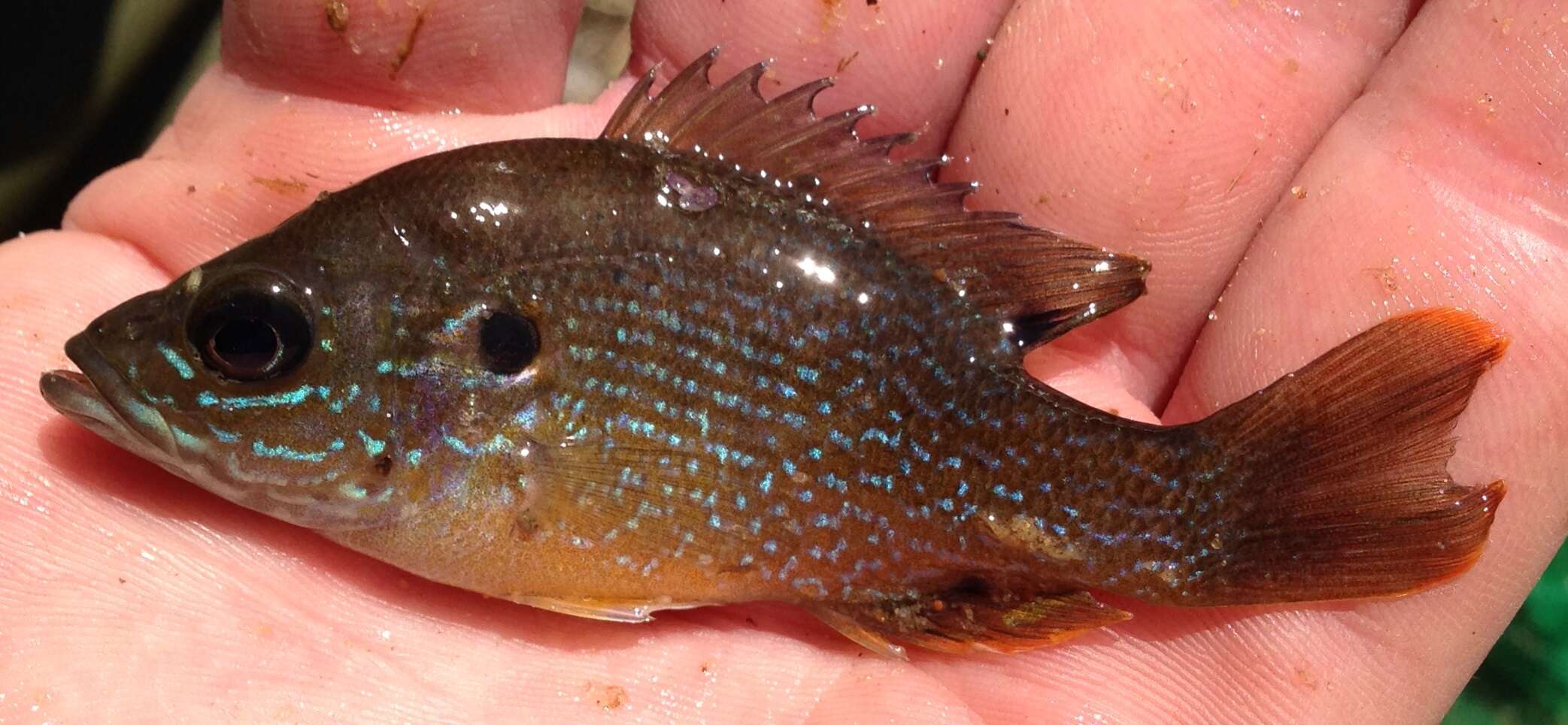 Image of Green Sunfish