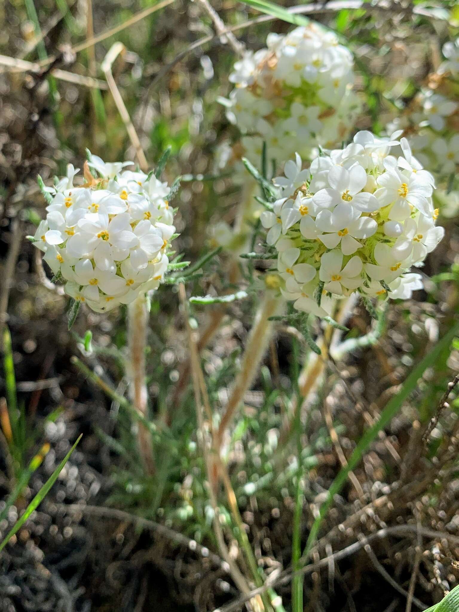 Image of Ipomopsis spicata var. cephaloidea (Rydb.) D. Wilken & R. L. Hartman