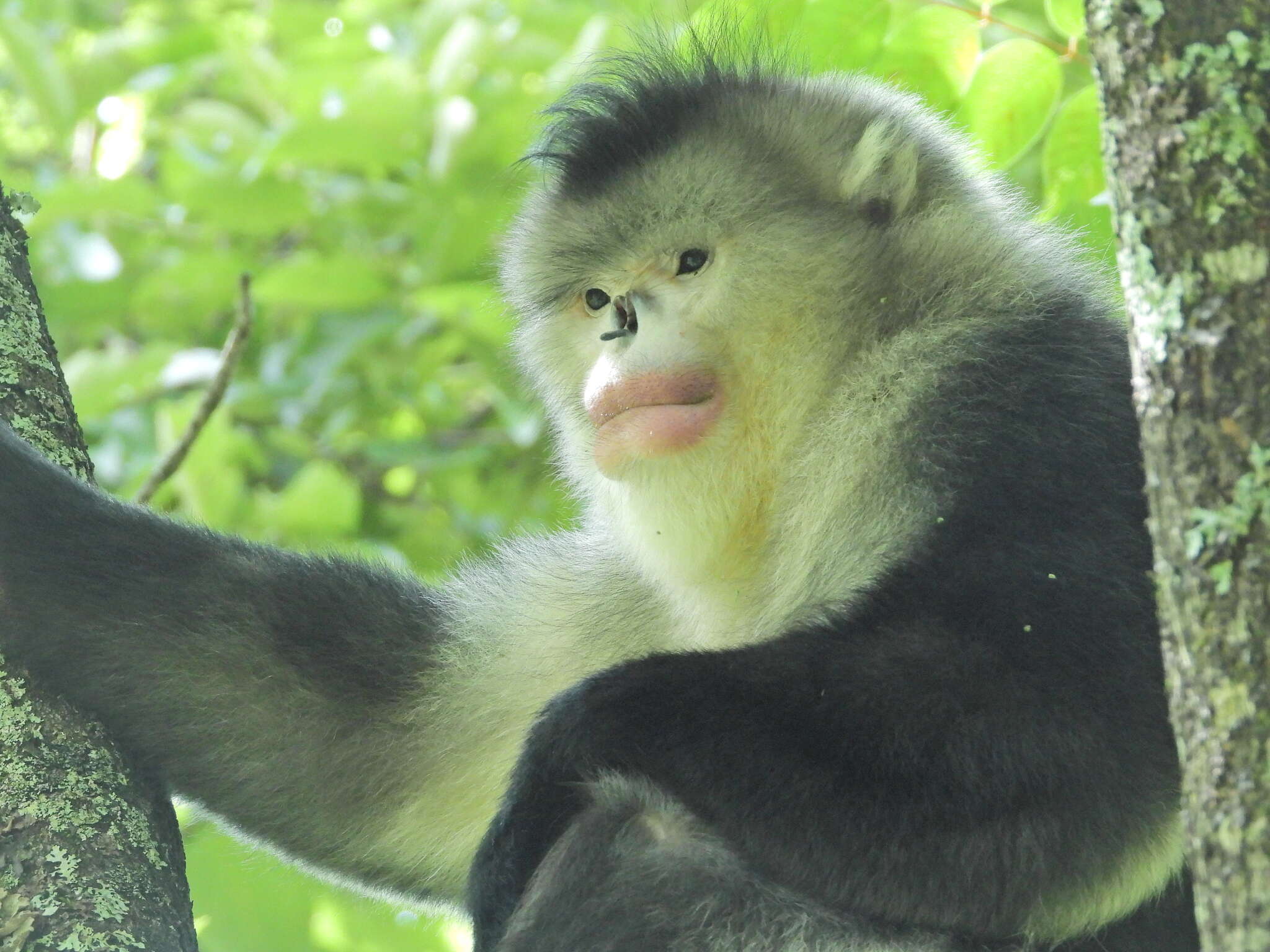 Image of Black Snub-nosed Monkey