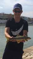 Image of Andalusian Barbel