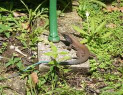 Image of Amazon Racerunner