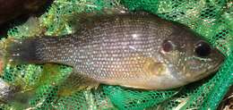 Image of Green Sunfish