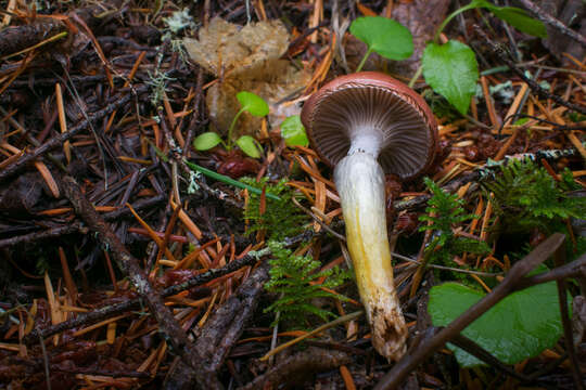 Plancia ëd Gomphidius subroseus Kauffman 1925