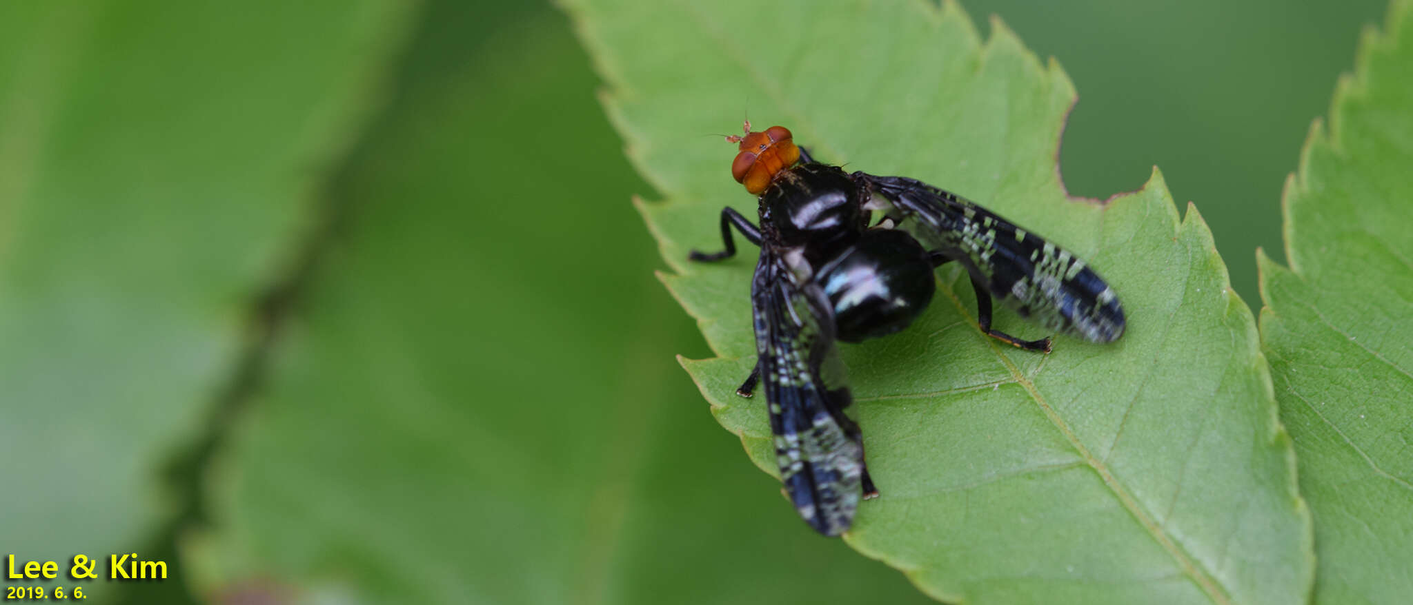 Image of Prosthiochaeta bifasciata Hara 1987