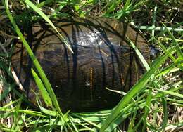 Image of slider turtle, red-eared terrapin, red-eared slider