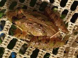 Image of Southern Cricket Frog