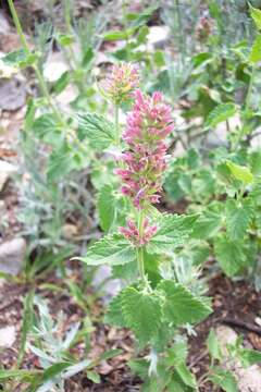 Imagem de Agastache pallidiflora subsp. neomexicana (Briq.) Lint & Epling