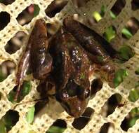 Image of Southern Cricket Frog