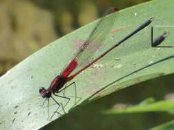 Image of Hetaerina occisa Hagen ex Selys 1853