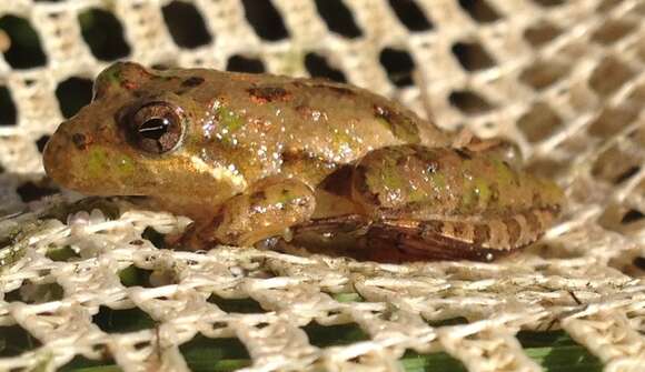 Image of Southern Cricket Frog