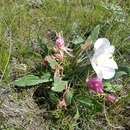 Plancia ëd Oenothera cespitosa subsp. cespitosa