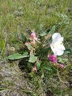 Image of Oenothera cespitosa subsp. cespitosa