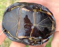 Image of Common Mud Turtle