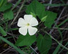 Image of Thunbergia neglecta Sond.