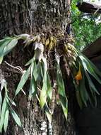 Image of Daffodil orchid