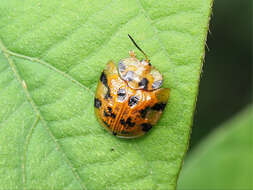 Image of Laccoptera (Laccopteroidea) impressa (Boheman 1853)