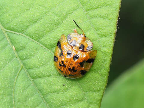 Laccoptera (Laccopteroidea) impressa (Boheman 1853)的圖片