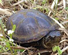 Image of Common Mud Turtle