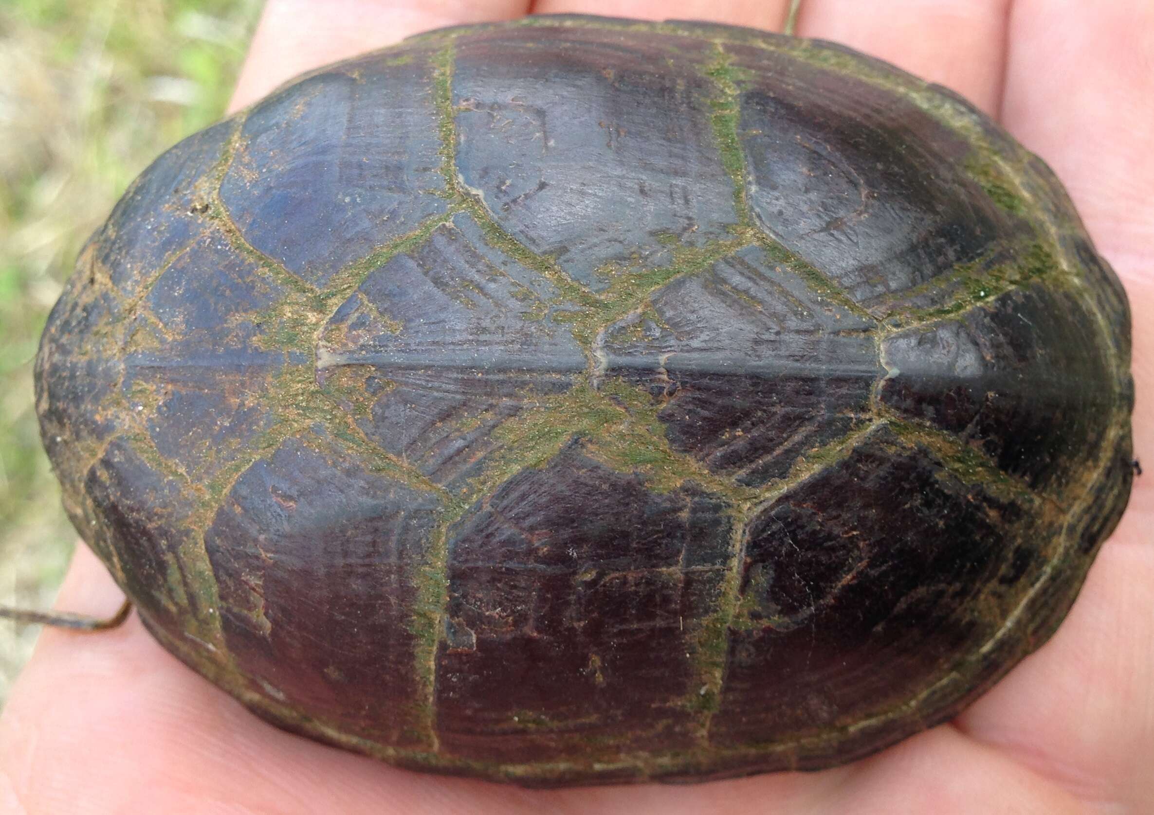 Image of Common Mud Turtle