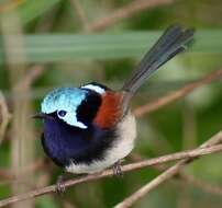 Image of Red-winged Fairy-wren