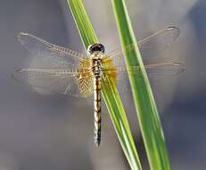 Image of Trithemis monardi Ris 1931