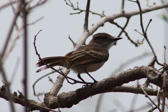 Image of Puerto Rican Flycatcher