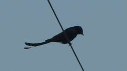 Image of Black Drongo