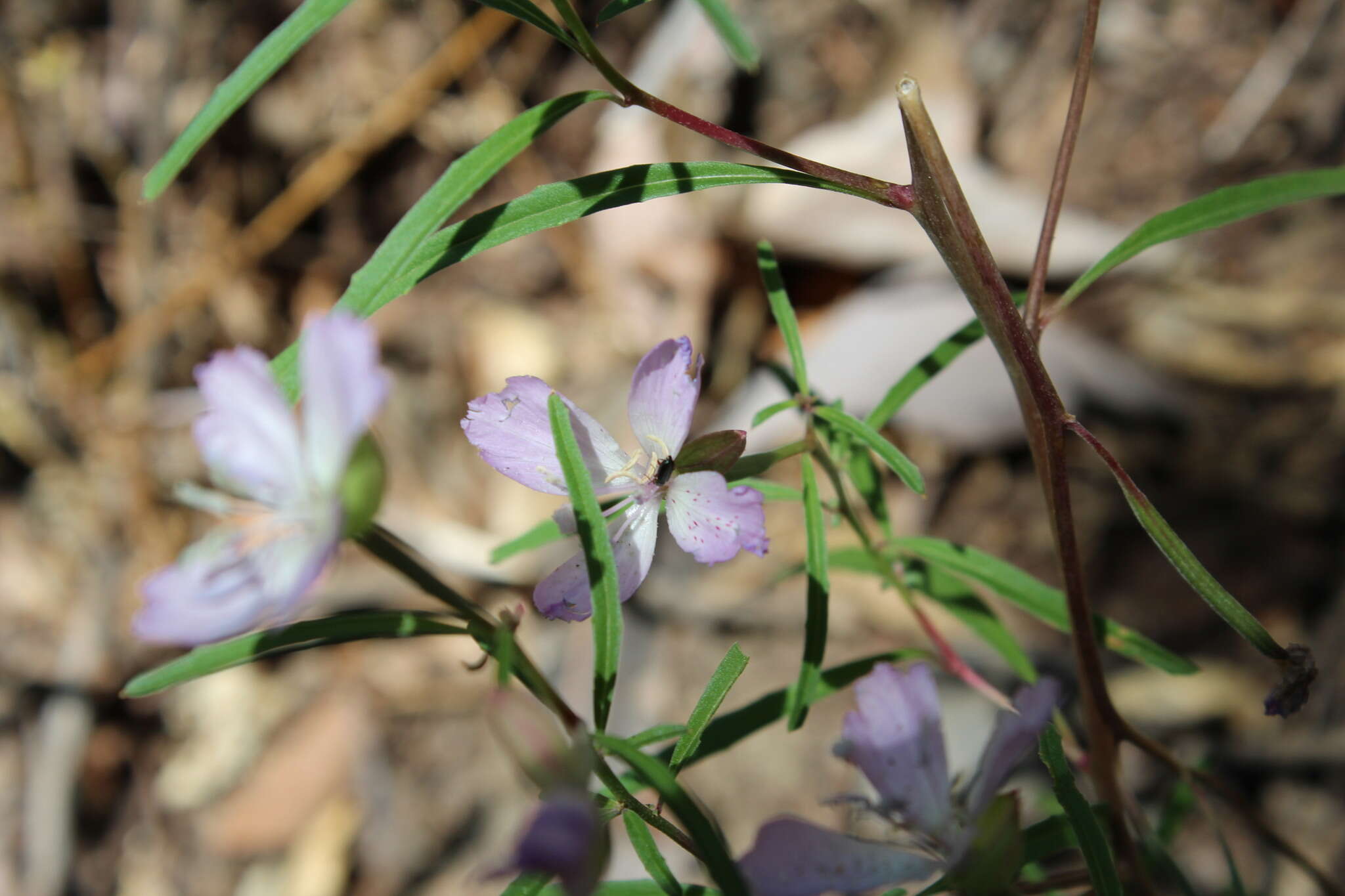 Image de Clarkia bottae (Spach) H. & M. Lewis