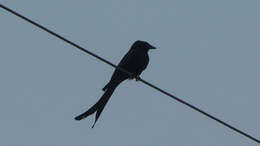 Image of Black Drongo