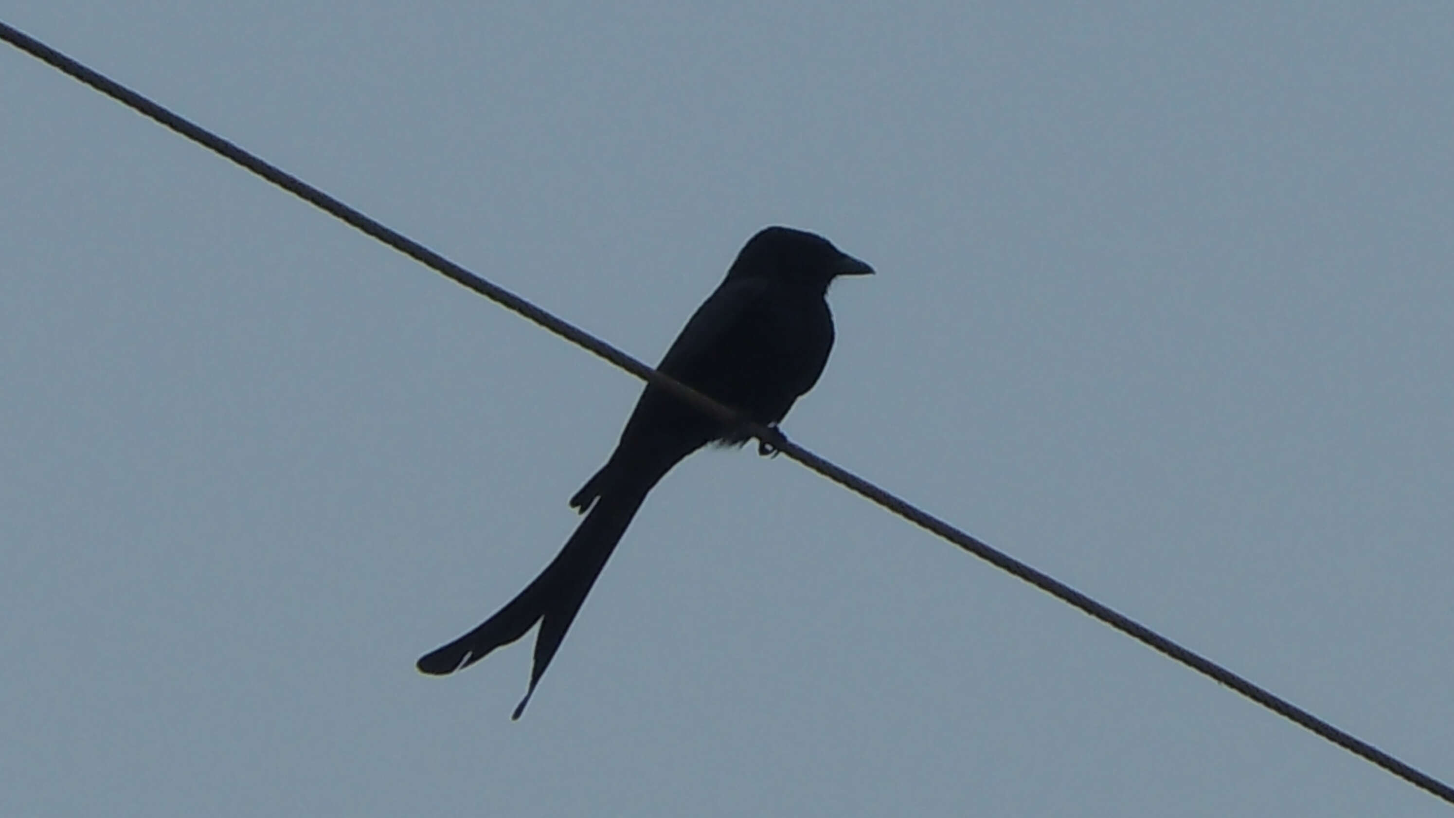 Image of Black Drongo