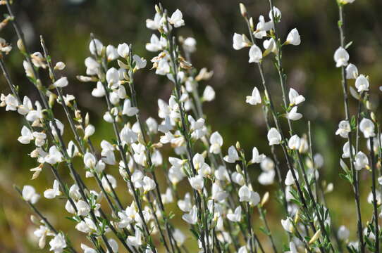 Image of white spanishbroom