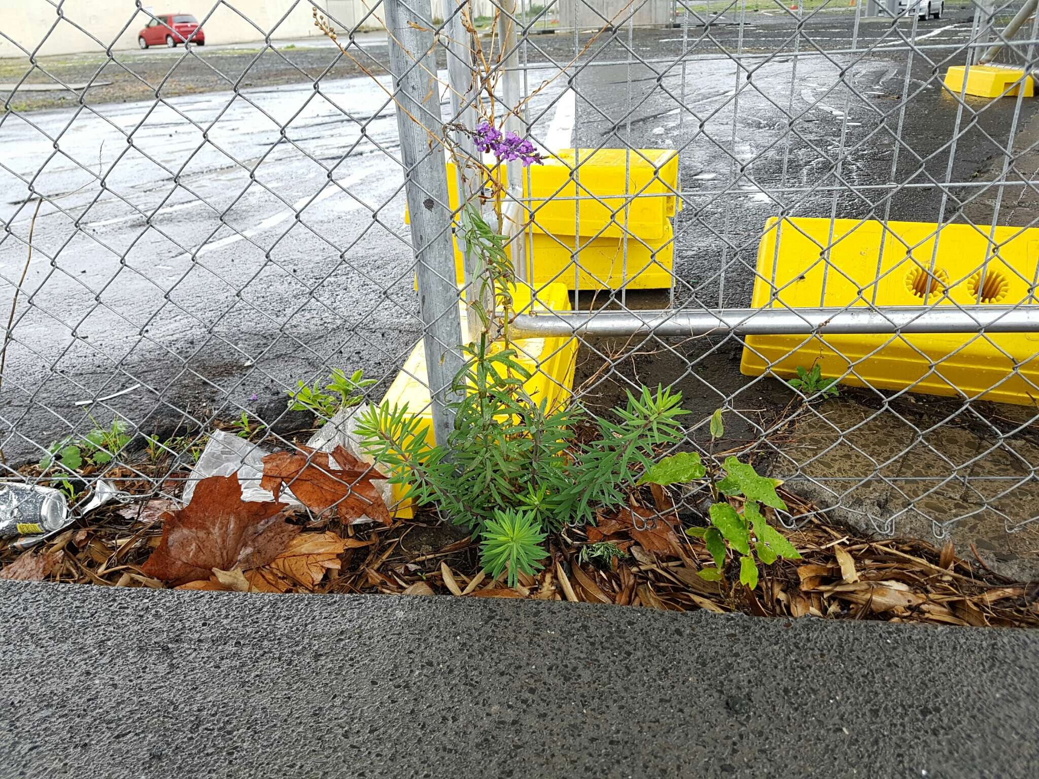 Image of Purple Toadflax