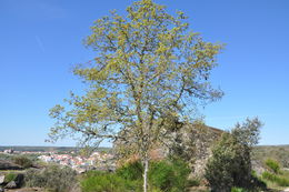 Image of Honeydew Oak