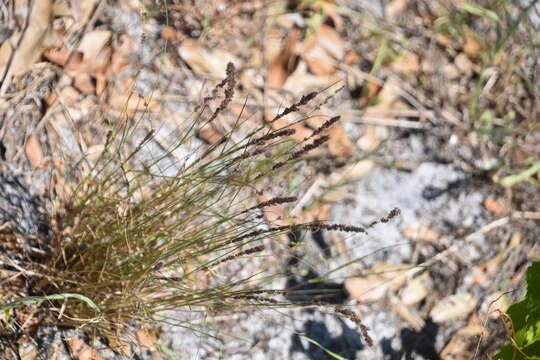 Image of Gopher-Tail Love Grass