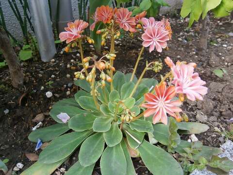 Image of Siskiyou lewisia