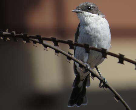 Image of Fiscal Flycatcher