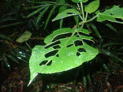 Image of Dendrocnide excelsa (Wedd.) Chew