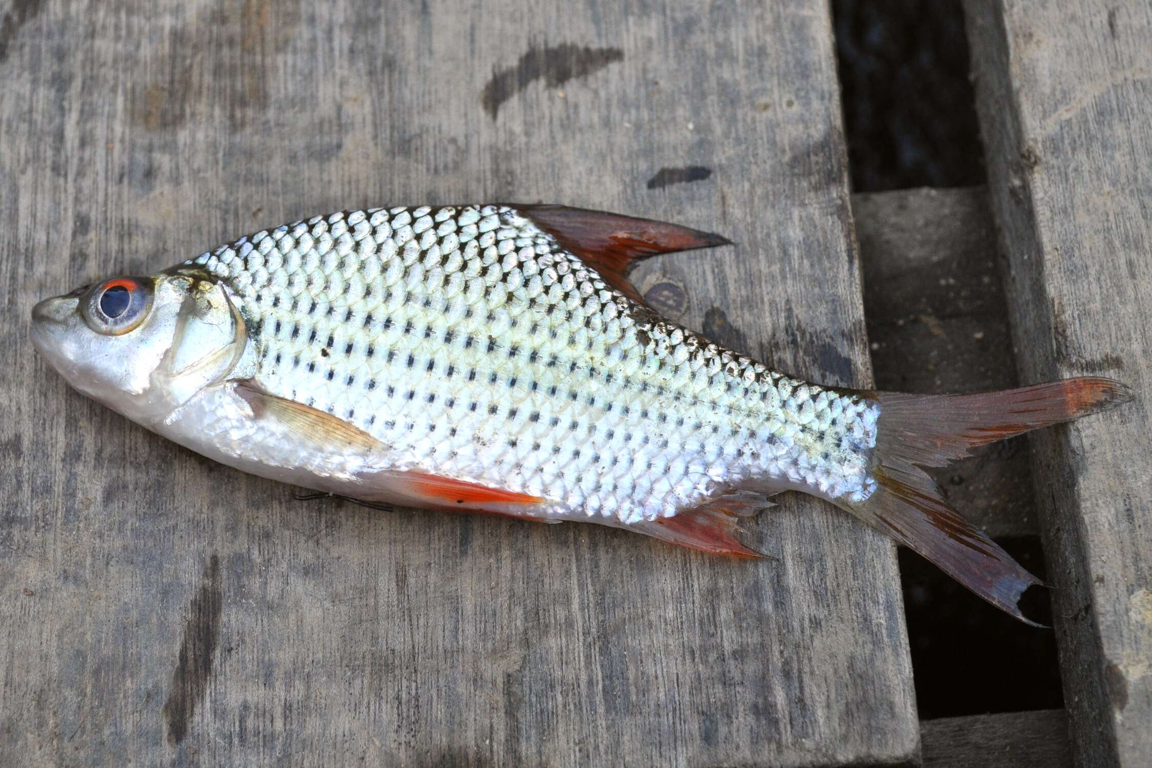 Image of Beardless Barb