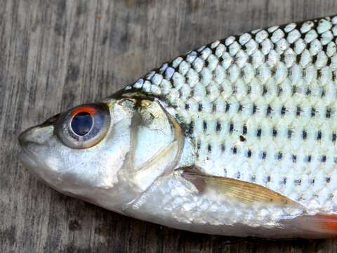 Image of Beardless Barb