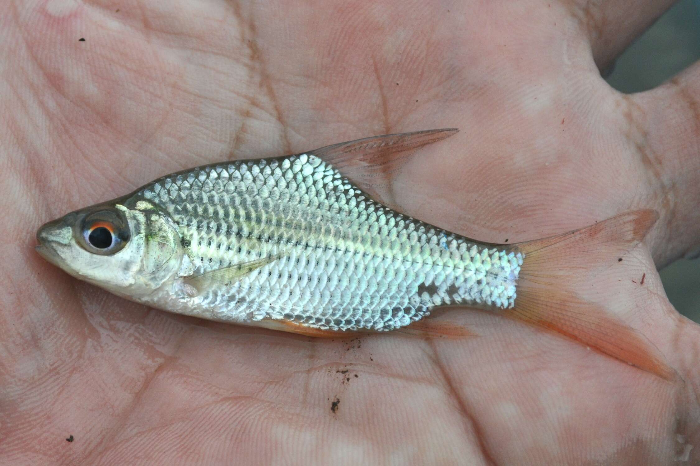 Image of Beardless Barb