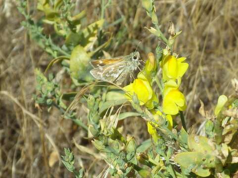 Image of Juba Skipper