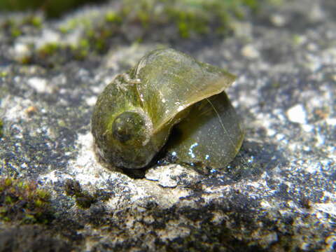 Image of Great Pond Snail