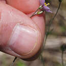 Image of splitleaf gilia