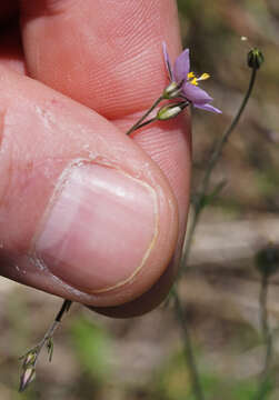 Image of splitleaf gilia