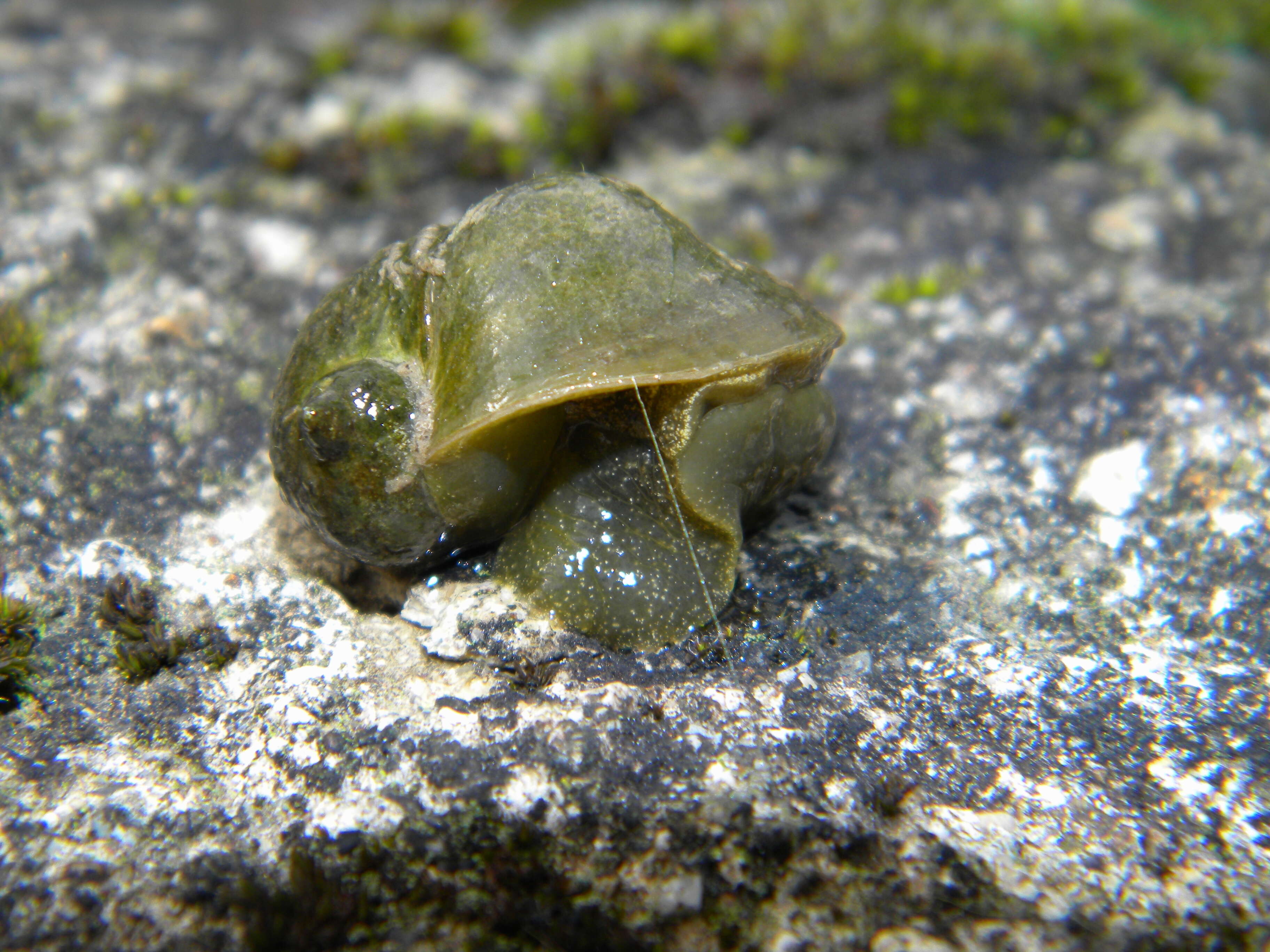 Image of Great Pond Snail