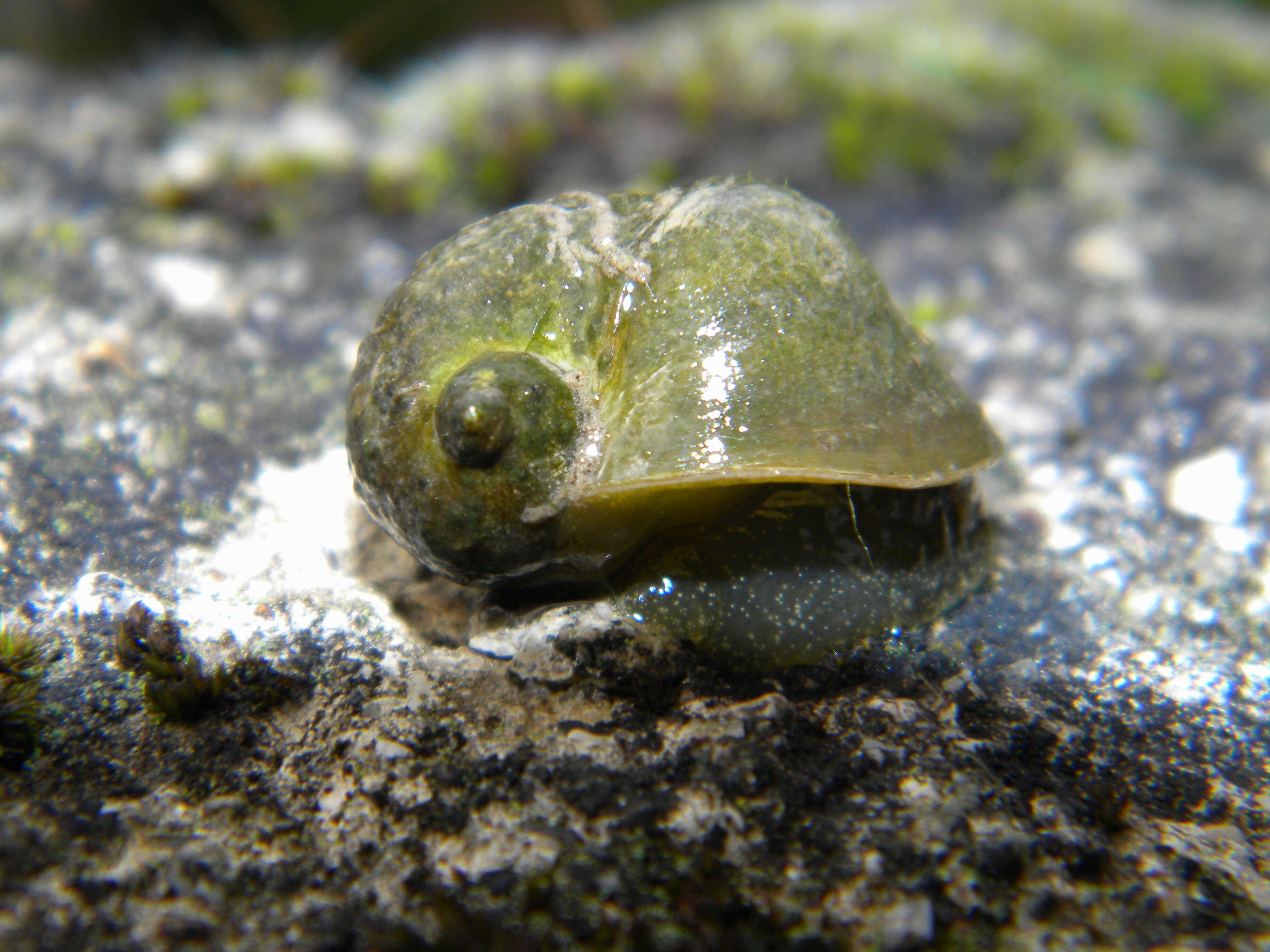 Image of Great Pond Snail